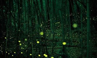 萤火虫娱乐吃瓜